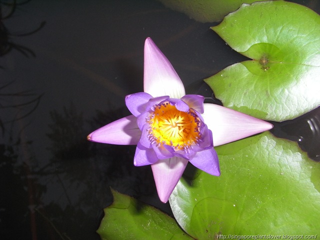 Potted Nymphaea